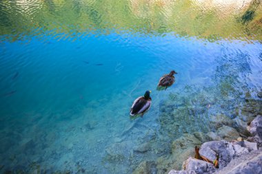 Mavi göl suyu ve ördekler, doğa ve hayvanlar