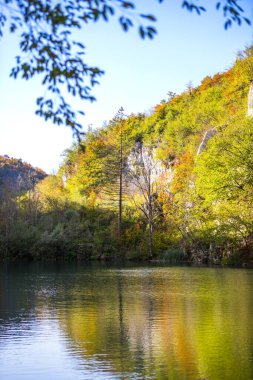 Botanik çiçeği, ormandaki göl, çevre ve milli park