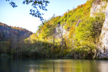 Botanik çiçeği, ormandaki göl, çevre ve milli park