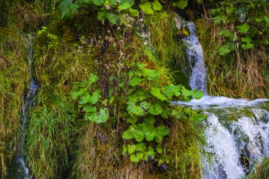 Ormanda botanik bitki örtüsü, şelale akıntısı 
