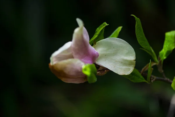 Blütenblumen Auf Ästen Frühlingsflora — Stockfoto