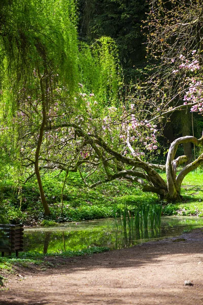 Blommor Trã Grenar Flora — Stockfoto