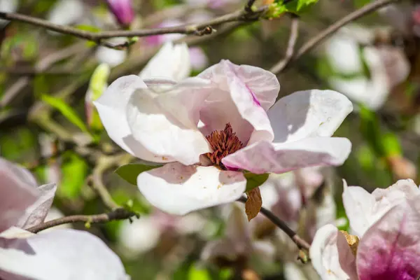 Blossom Flowers Tree Branches Springtime Flora — Stock Photo, Image