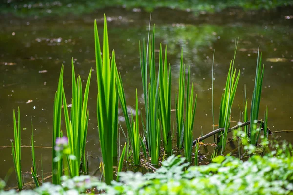 Göl Suyunda Yeşil Çimen Yetiştirmek Yaz Doğası — Stok fotoğraf