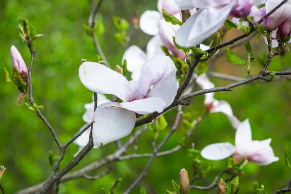 Flores Flor Galhos Árvores Flora Primavera — Fotografia de Stock