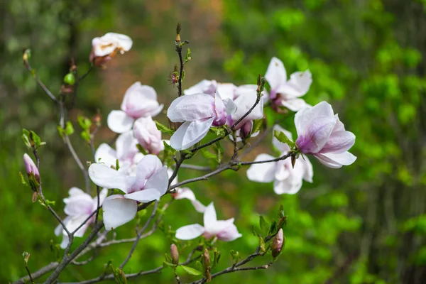 Fleurs Florales Sur Les Branches Des Arbres Flore Printanière — Photo