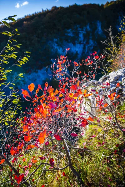 Schöne Sommernatur Park Bäume Pflanzen Und Botanische Florale — Stockfoto