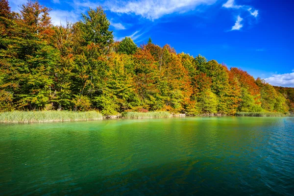 Lake Forest Environment National Park — Stock Photo, Image