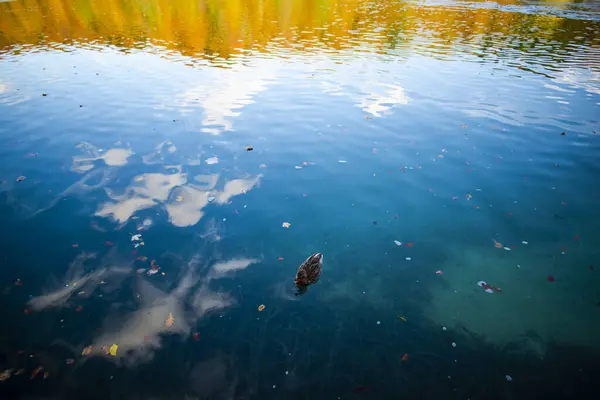 Blauw Meer Water Eenden Natuur Fauna — Stockfoto