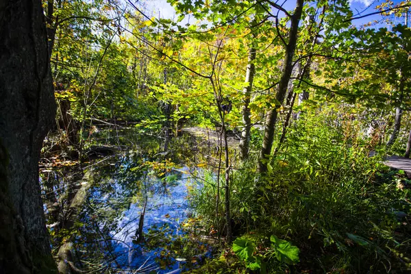 Botánico Floral Lago Bosque Medio Ambiente Parque Nacional — Foto de Stock