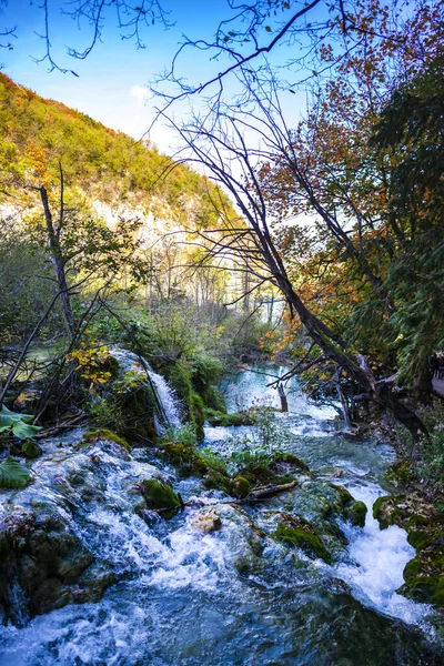 Ormanda Akıntısı Yaz Doğası — Stok fotoğraf