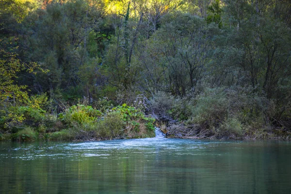 Botanické Květinové Jezero Lese Životním Prostředí Národním Parku — Stock fotografie