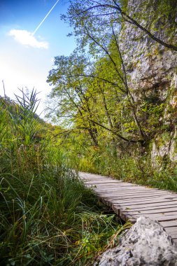 Ağaçlar ve bitkilerle dolu orman doğasında yol