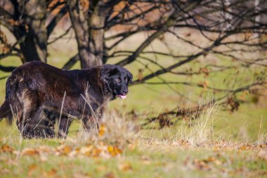 Yeşil çayır üzerinde sevimli bir köpek, hayvan konsepti.