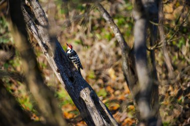 Doğadaki şahin kuşu, kuş gözlemcisi. 