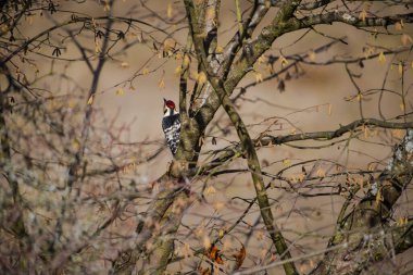 Doğadaki şahin kuşu, kuş gözlemcisi. 