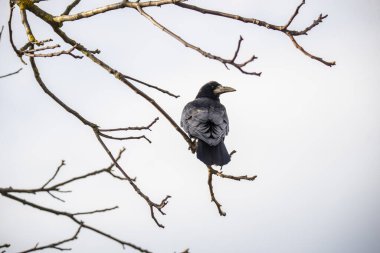 Ağaç dallarındaki siyah karga kuşu, kuş gözlemcisi. 