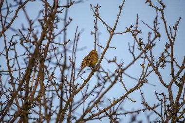 Ağaçta yapraksız küçük bir kuş oturuyor.