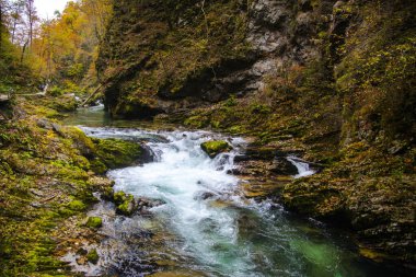 Ormanda nehir akışı, doğa