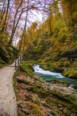 Ormanda nehir kıyısındaki kaldırım yolu.