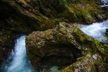 Ormanda nehir akışı, doğa