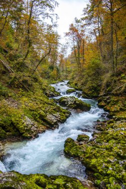 Ormanda nehir akışı, doğa