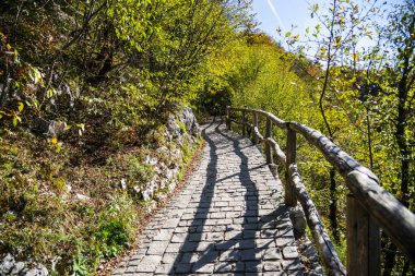 Orman ve patika yolu 