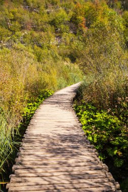 Ormanda kalasları olan ahşap patika yolu. 