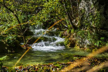Orman doğasında nehir akışı 
