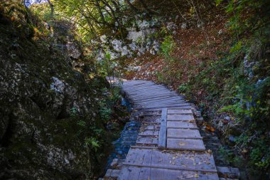 Orman ve patika yolu, çevre ve yolculuk