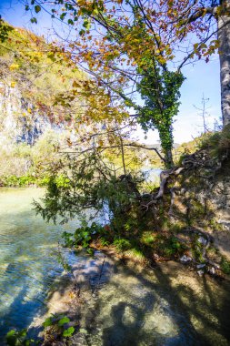 Sonbahar mevsimi, doğadaki ağaçların renkli yaprakları.