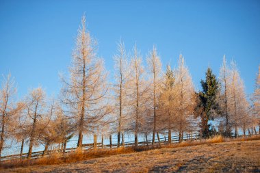 Kırsal alanda sonbahar çam ağaçları