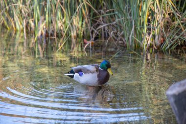 Göldeki ördek kuşu 