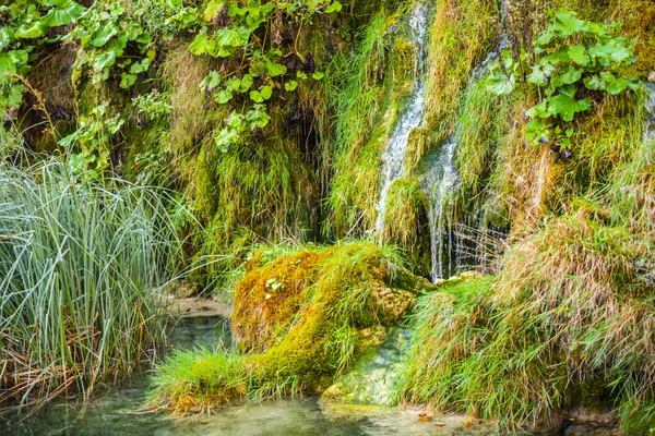 Flora Botânica Floresta Fluxo Cachoeira — Fotografia de Stock