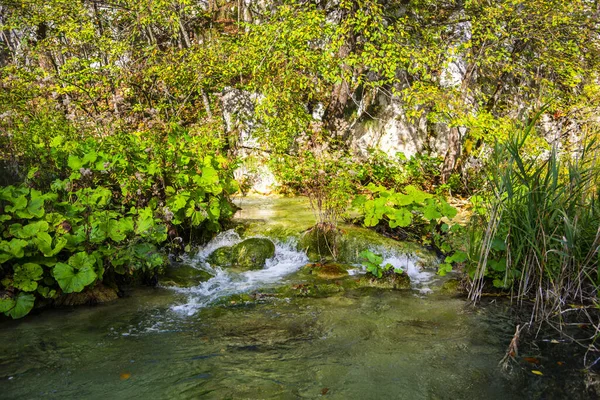 Річковий Потік Води Літня Природа — стокове фото