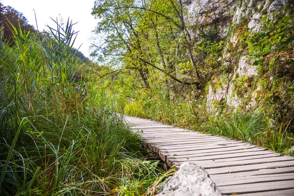 Path Road Forest Nature Trees Plants — Stock Photo, Image