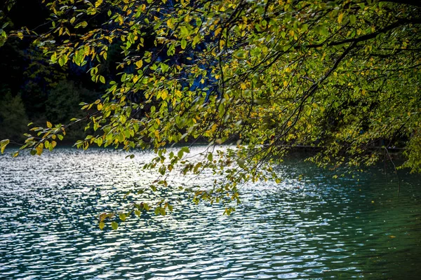 Milli Parktaki Göl Yaz Doğası — Stok fotoğraf