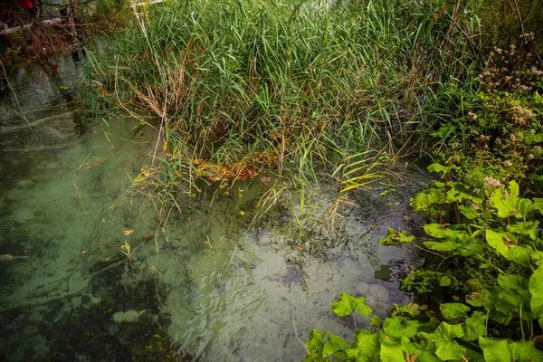 Vijverwater Bos Zomer Natuur — Stockfoto