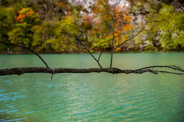 Ormandaki Göl Çevre Ağaçlı Milli Park — Stok fotoğraf