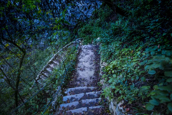 Escadas Pedra Parque Floresta Árvores — Fotografia de Stock
