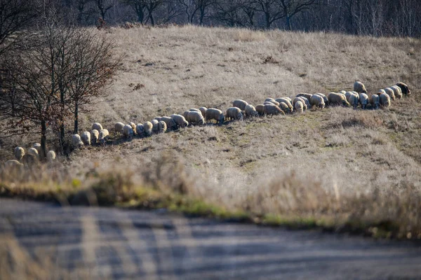 Animales Ovino Paisaje Las Montañas Carretera — Foto de Stock