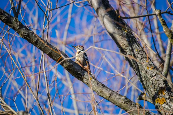Woodpecker Pássaro Sentado Árvore Sem Folhas — Fotografia de Stock