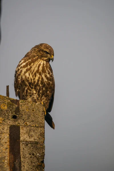 Hawk bird in nature, bird watching