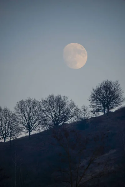 Деревья Полная Луна Голубом Небе — стоковое фото