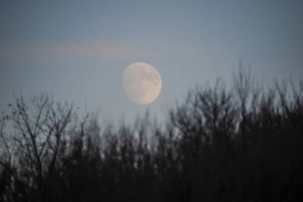 Árvores Lua Cheia Céu Azul — Fotografia de Stock