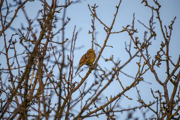 Маленький Птах Сидить Дереві Листя — стокове фото