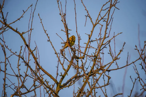 Petit Oiseau Assis Sur Arbre Sans Feuilles — Photo