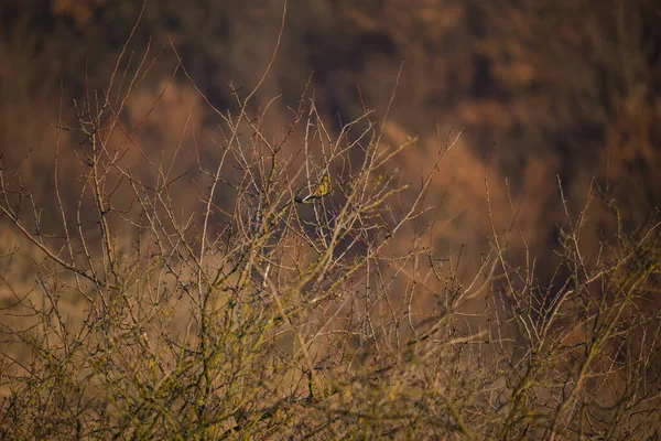 Pequeno Pássaro Sentado Árvore Sem Folhas — Fotografia de Stock