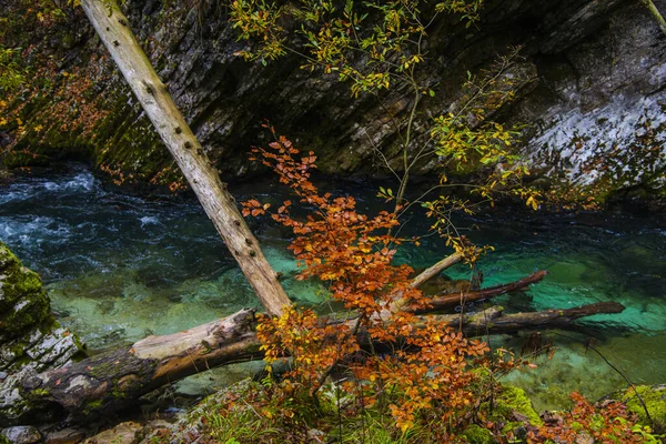 Flodflöde Skog Natur — Stockfoto