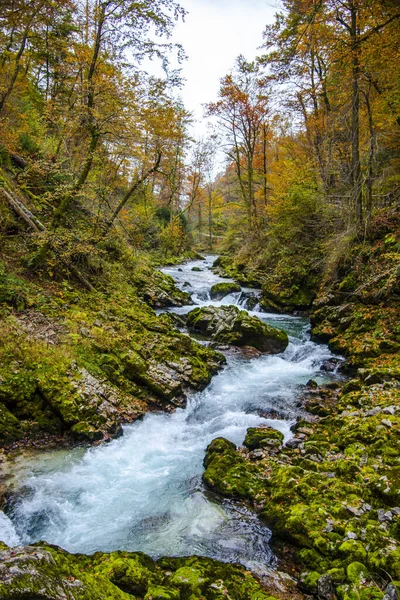 Flodflöde Skog Natur — Stockfoto